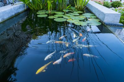 Seasonal Pond Care