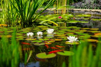 Ensure That Your Pond is Beautiful!